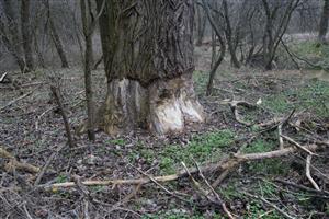 ohryz topoľa