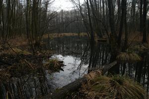 Bočná mokraď