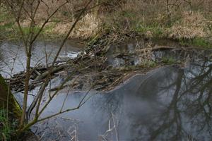 hať