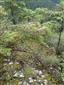 Reliktné vápnomilné borovicové a smrekovcové lesy (29.7.2014)