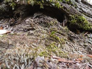 Buxbaumia viridis na TMP1