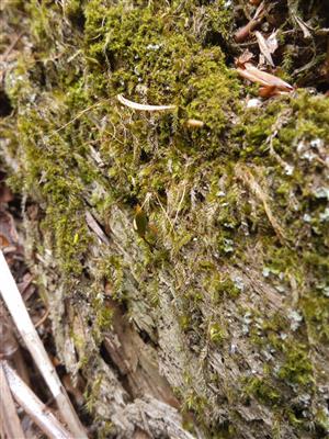 Buxbaumia viridis TMP2