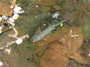 Triturus alpestris