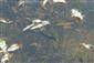mlok vrchovský (Triturus alpestris)