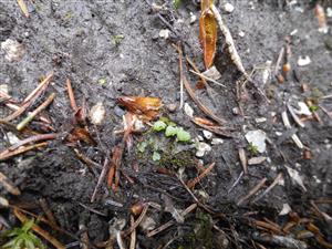 Mannia triandra na TMP1