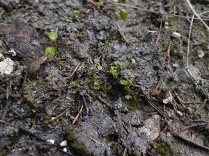 Mannia triandra na TMP1