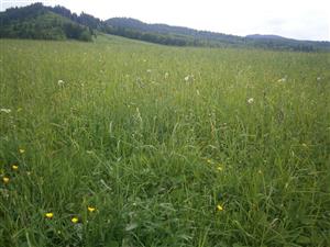 Stredná časť lokality