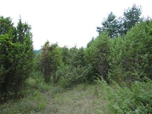 Pohľad na intriér porastu TML_5130_070