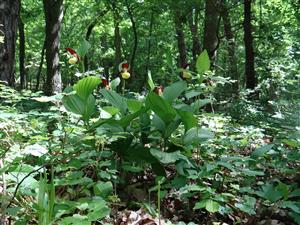 Cypripedium calceolus na lokalite v PR Ťahan