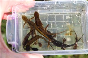 Triturus montandoni (3 ex.), Triturus alpestris (1 ex.), Salamandra salamandra (3 larvy)