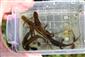 Triturus montandoni (3 ex.), Triturus alpestris (1 ex.), Salamandra salamandra (3 larvy)