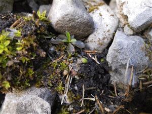 Mannia triandra na TMP1