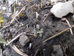 Mannia triandra na TMP12