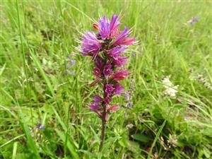 Echium russicum na TML_EchiRuss_010