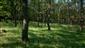 roháč obyčajný (23.5.2017)