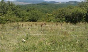 pohľad na TMP - od borovice smerom na Zemplínske vrchy (SZ)