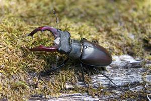 Imágo Lucanus cervus na TMP_1