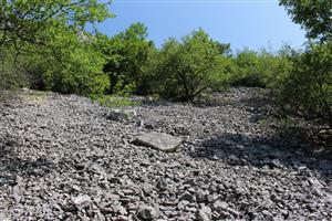 Záber na monitorovaný biotop.