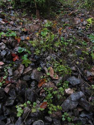 Pohľad na časť biotopu v TMP