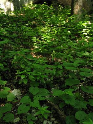 Sutinové spoločenstvo v TMP