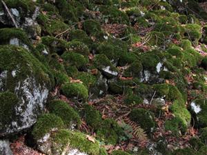 Pohľad na spoločenstvo v TMP