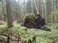 Brezové, borovicové a smrekové lesy na rašeliniskách (14.8.2014)