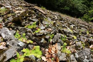 Jovibarba globifera a Sedum album