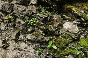 Detailný pohľad na štrbinovú vegetáciu s Asplenium trichomanes