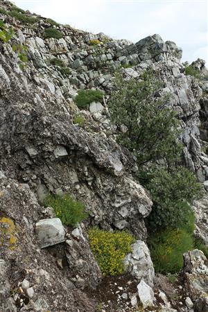 Chudobná vegetácia kremencových skalných štrbín s Genista pilosa, Sorbus aria a Betula pendula