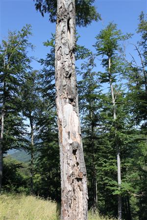 Starý polosuchý buk s požerkami a výletovými otvormi R. alpina na TMP č. 1.