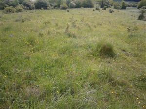 Celá lokalita je bez využívania a s náletom krovín