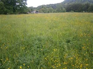 Časť lokality a miesto fytocenolog. zápisu 