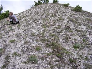 pohlad na svah s dolomitickou drolinou - Poo badensis-Festucetum pallentis