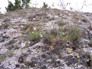 Poo badensis-Festucetum pallentis - detailny pohlad do porastu