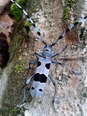 Rosalia alpina