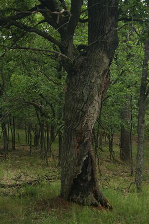 Fotografia zachytáva TMP1.