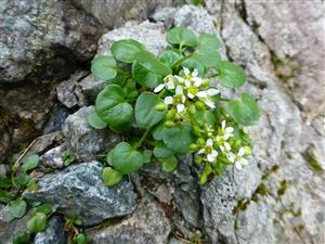 Cochlearia tatrae