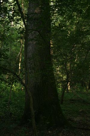 Fotografia zachytáva TMP2.
