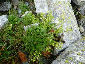 Cochlearia tatrae