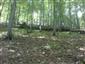 Javorovo-bukové horské lesy (18.6.2014)