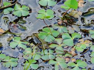 Marsilea quadrifolia - natantná forma