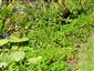 Marsilea quadrifolia - terrestrická forma