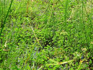 hojné zárasty druhu Marsilea quadrifolia vo vode