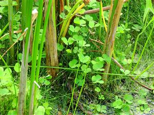 biotopov Vo1 s druhmi Marsilea quadrifolia s Eleocharis acicularis v podraste vysokých ostríc na rozhraní vody a súše