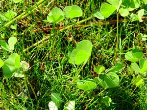 terestrická forma druhu Marsilea quadrifolia v rámci biotopu Vo1