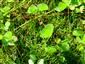 terestrická forma druhu Marsilea quadrifolia v rámci biotopu Vo1