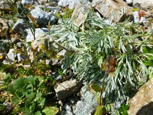 Artemisia eriantha