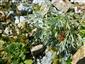 Artemisia eriantha