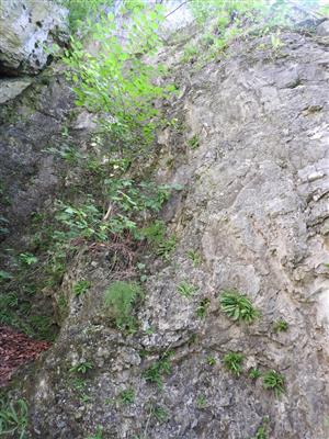 detail 1