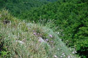 Aster alpinus, Sesleria albicans a Dianthus praecox, diagnostické druhy spoločenstva